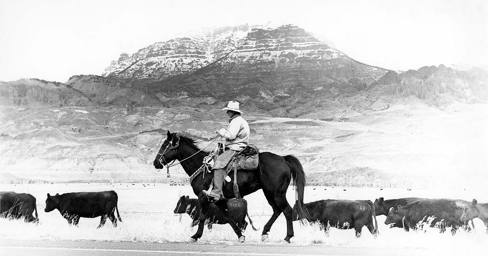 James Bama, Cowhand, Cattle Drive, Mooncrest Ranch, North Fork, Cody, WY. P.243.00507