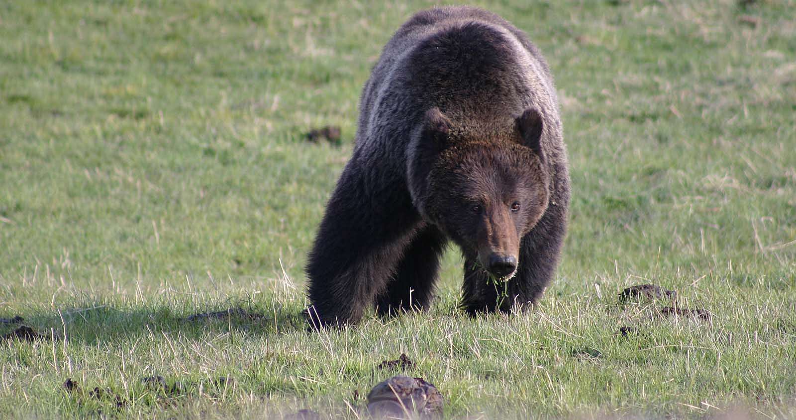 Grizzly bear. C.R. Preston photo. (detail)