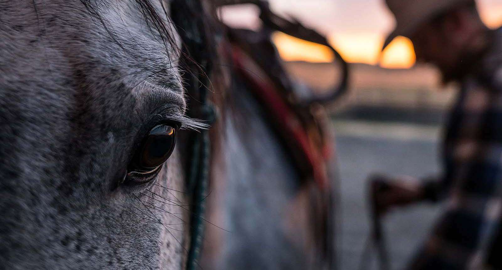 Cowboy saddling horse. Adobe Stock image (detail)
