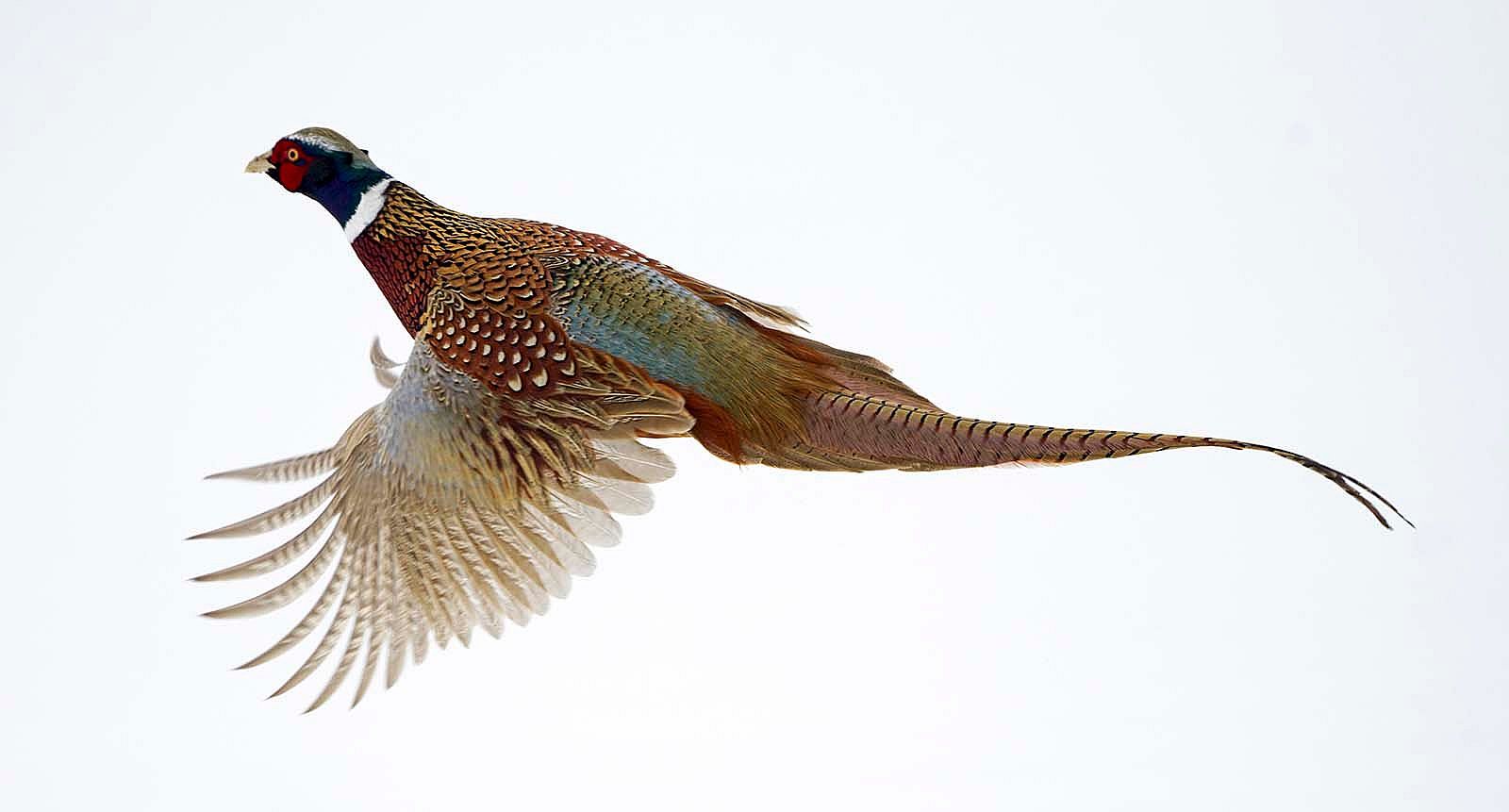 Pheasant flying over snow. Photo by Rob Koelling.
