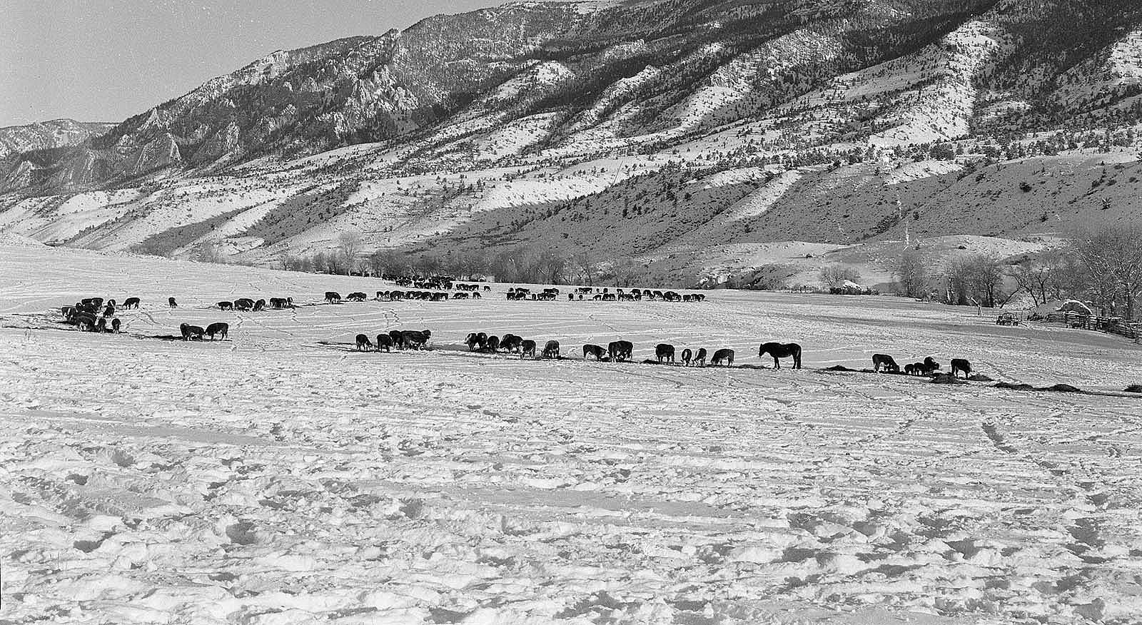 Herd of Herefords (and a wrangle horse) eating hay in a Rhoads' Ranch hayfield, December 1956. Rattlesnake Mountain and Rattlesnake Creek in background. MS 089 Jack Richard Photograph Collection, McCracken Research Library. PN.89.110.21160.19