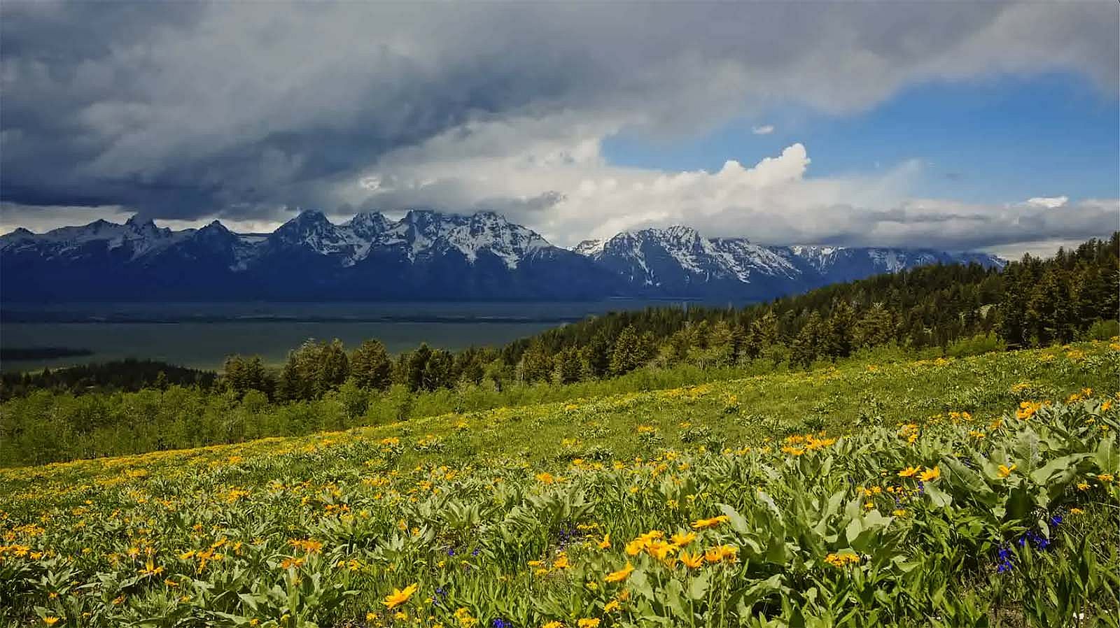 Wildflowers with a mountain backdrop, from the film :For Everything There Was a Season." Photo by Noah Waldron.
