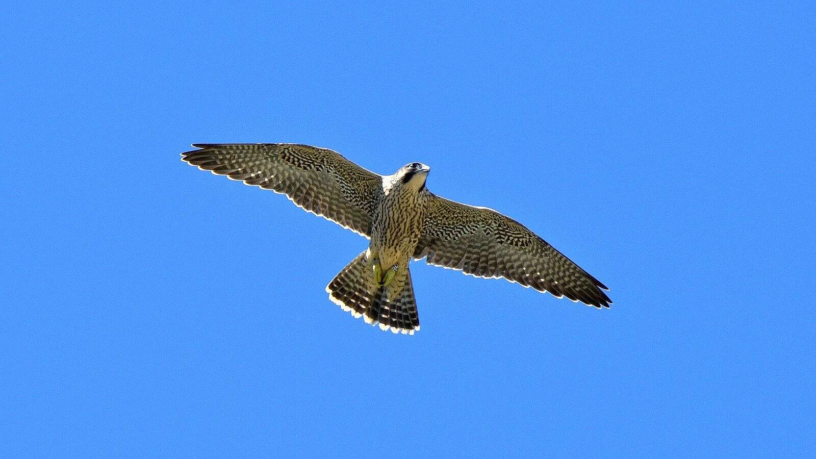 peregrine falcon in flight, wings outstretched to demonstrate shape of wings. 
