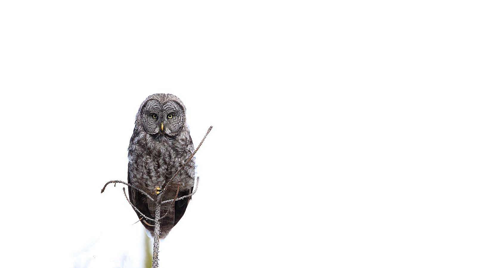 Great Great Grey Owl by Rebekah Childers