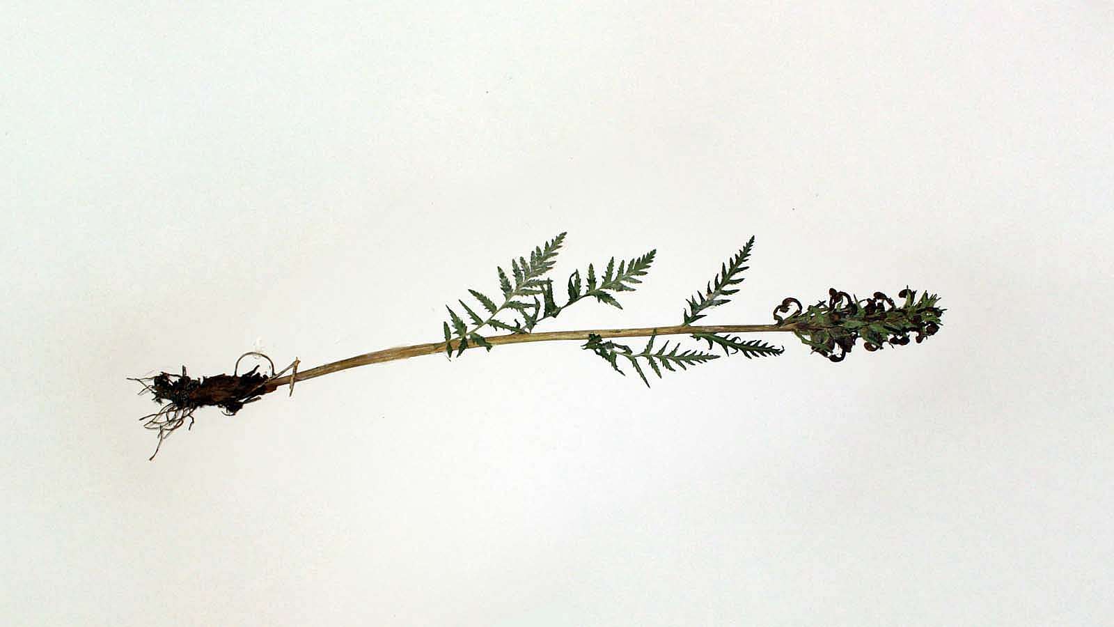 Flora of Wyoming specimen, Pedicularis bracteosa, 1994. DRA.701.2577