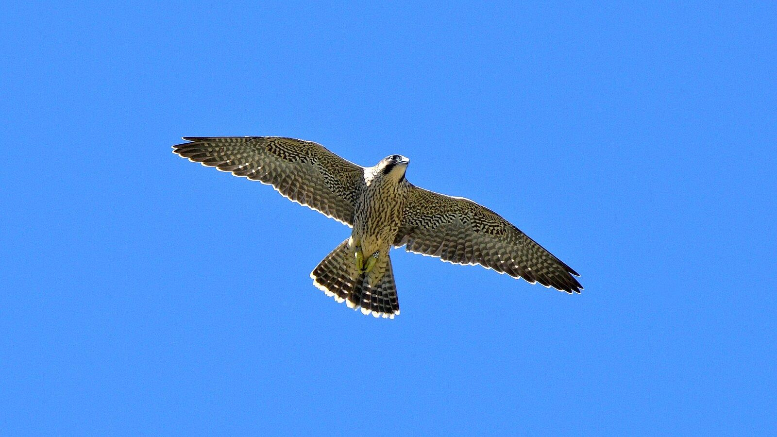 peregrine falcon in flight, wings outstretched to demonstrate shape of wings.