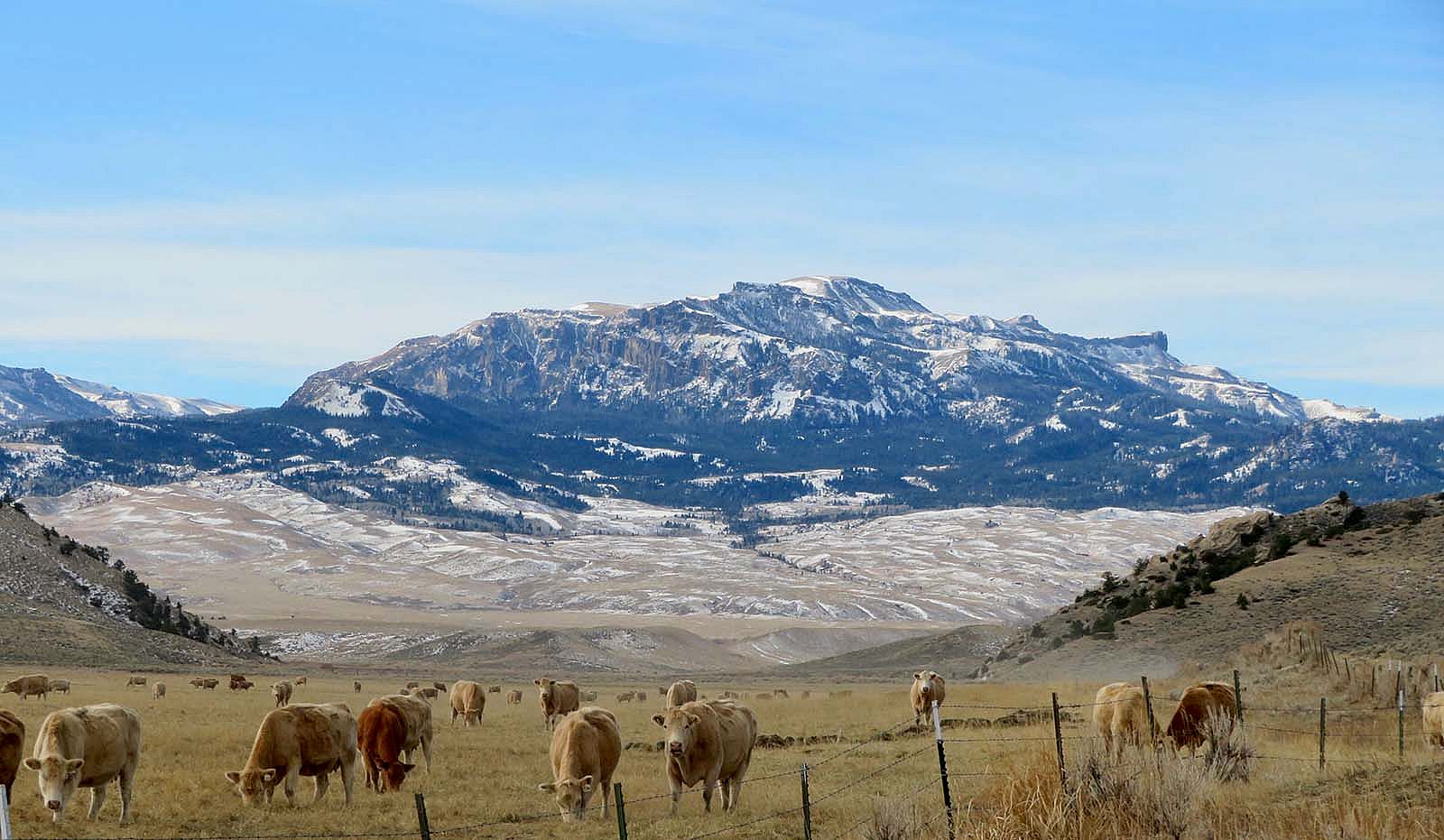 Carter Mountain cattle, Frost Ranch-