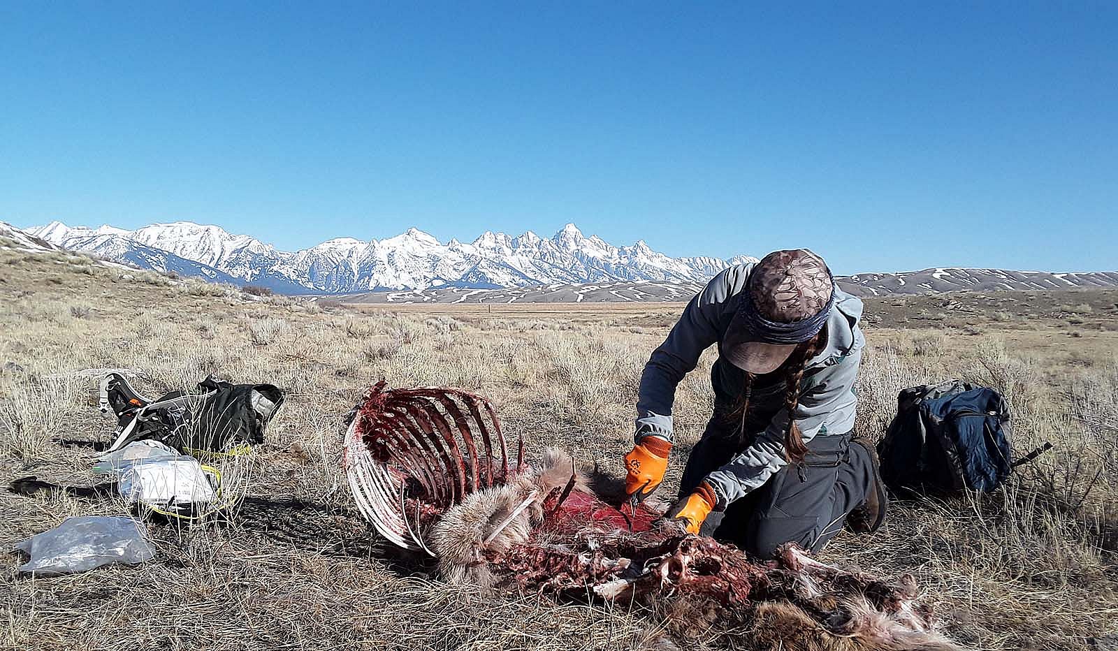 Kristin Barker investigates an elk carcass in the field to try to determine if it was killed by wolves. Becca Lyon photo