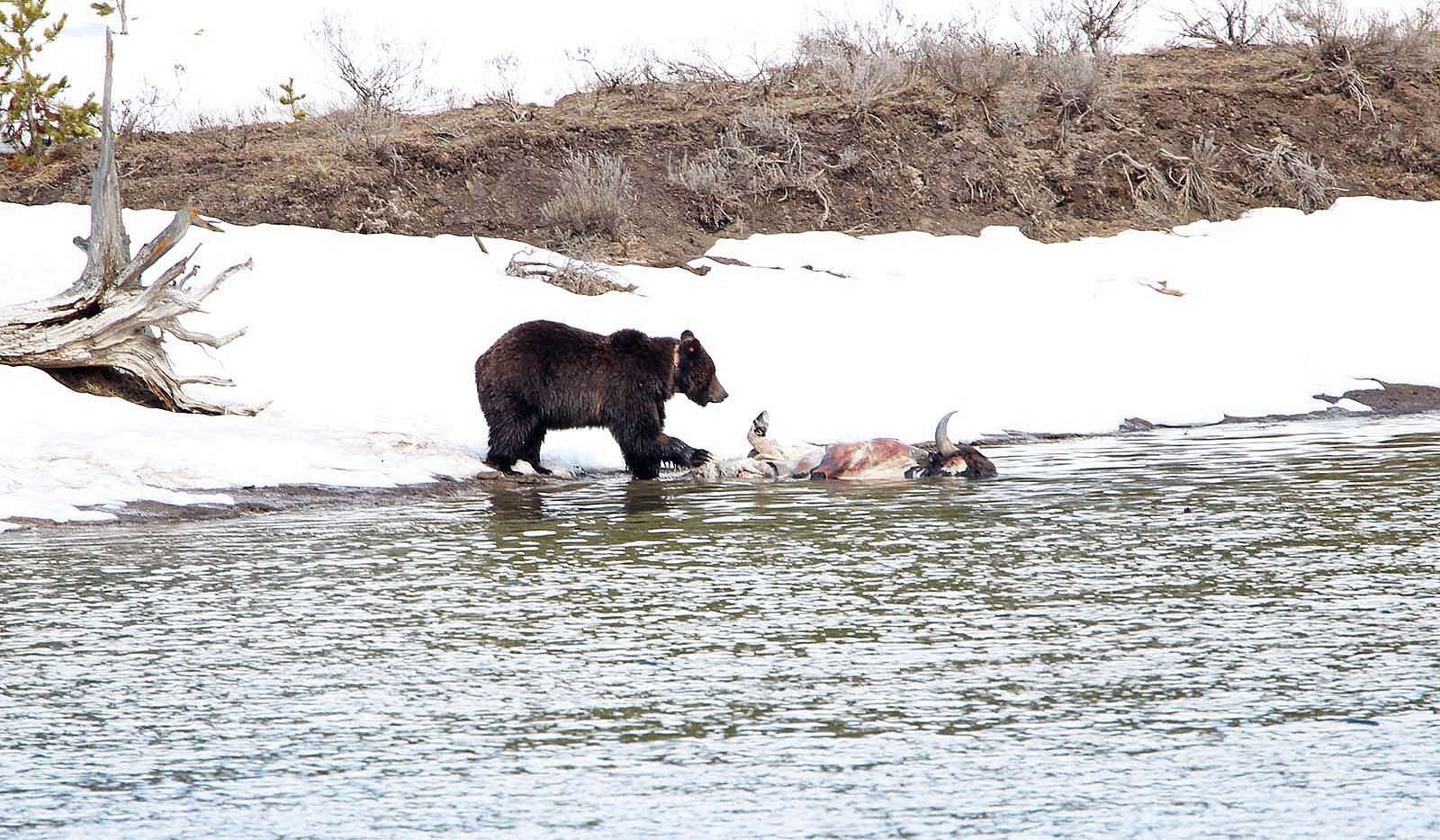 Grizzly bear with bison carcass. Photo by Rebekah Childers. @rebekahcphotos