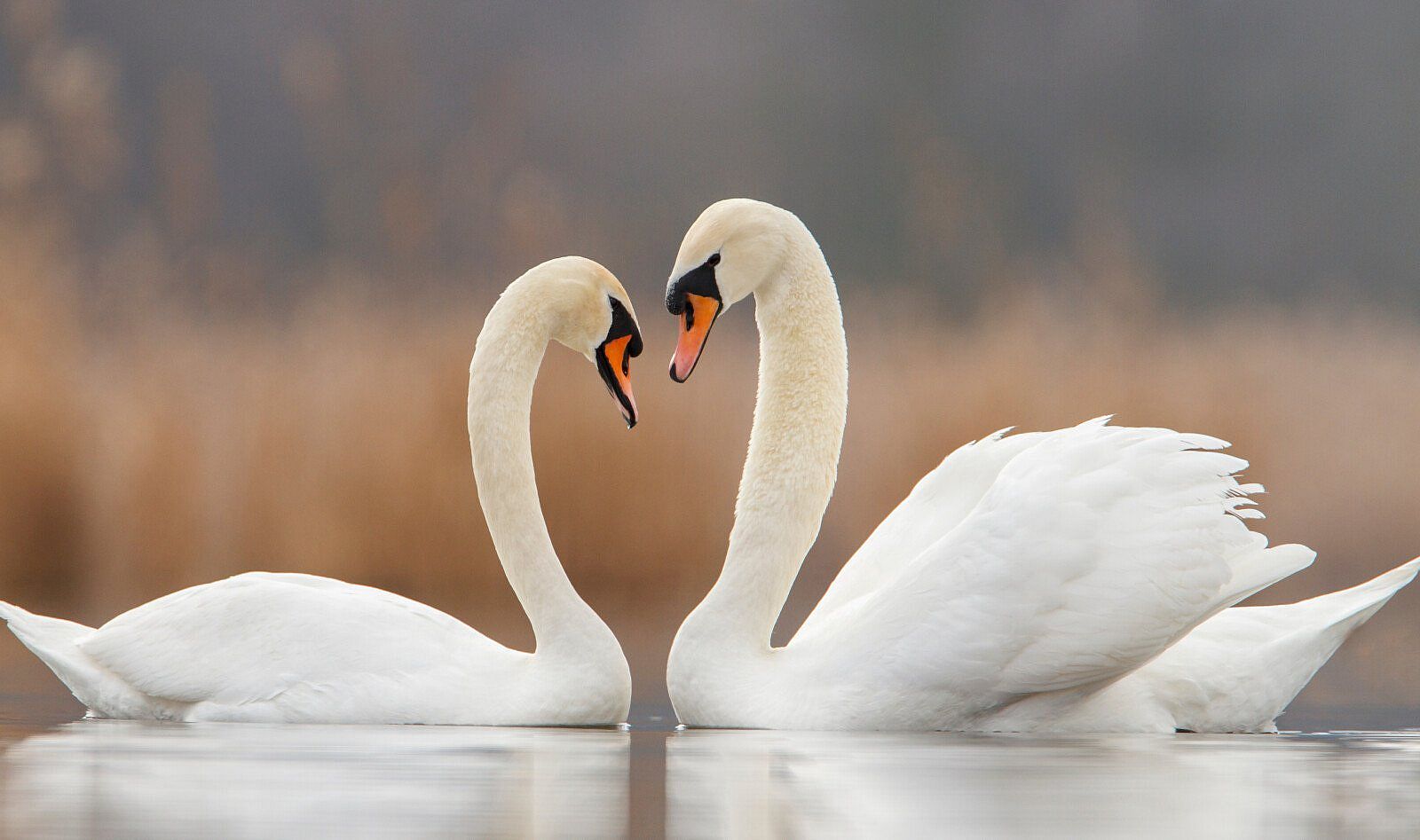 Two white Mute Swans facing one another on a body of water with a blurred background