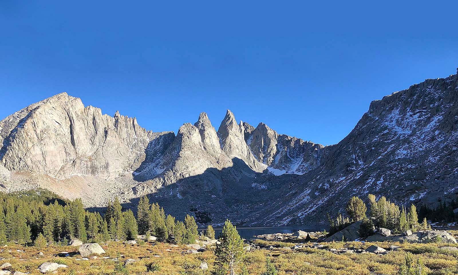 Five needle pines in the Wind River Mountains, Wyoming.