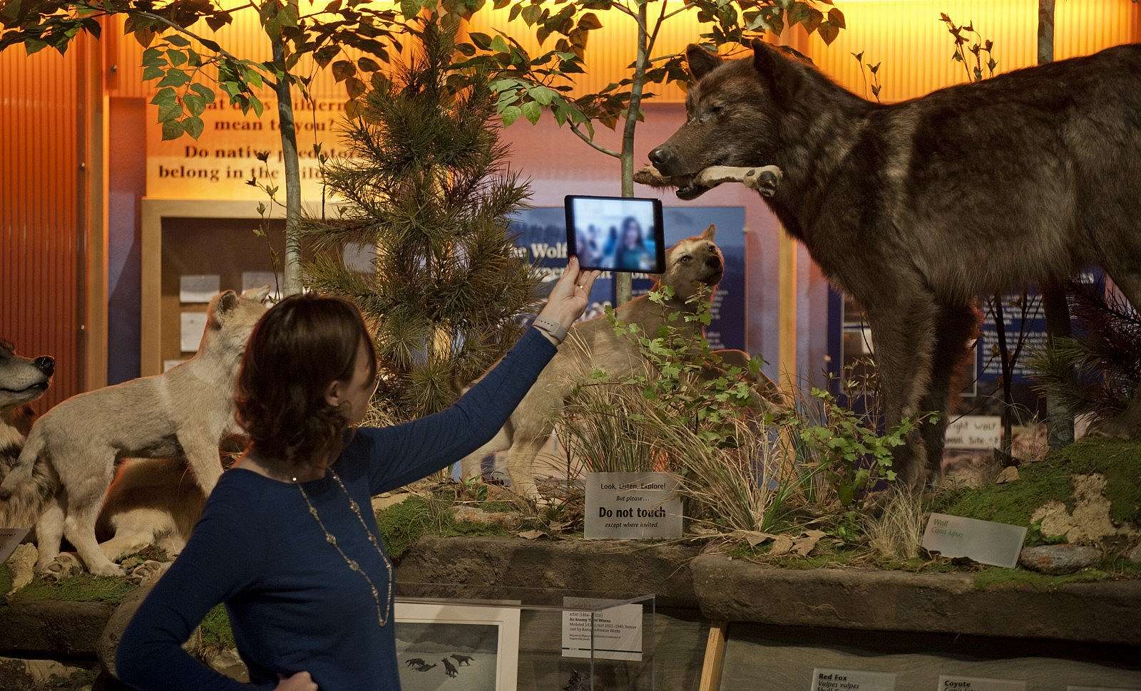 An educator holds up a tablet as she presents a Virtual Field Trip with wolf specimens in the background.