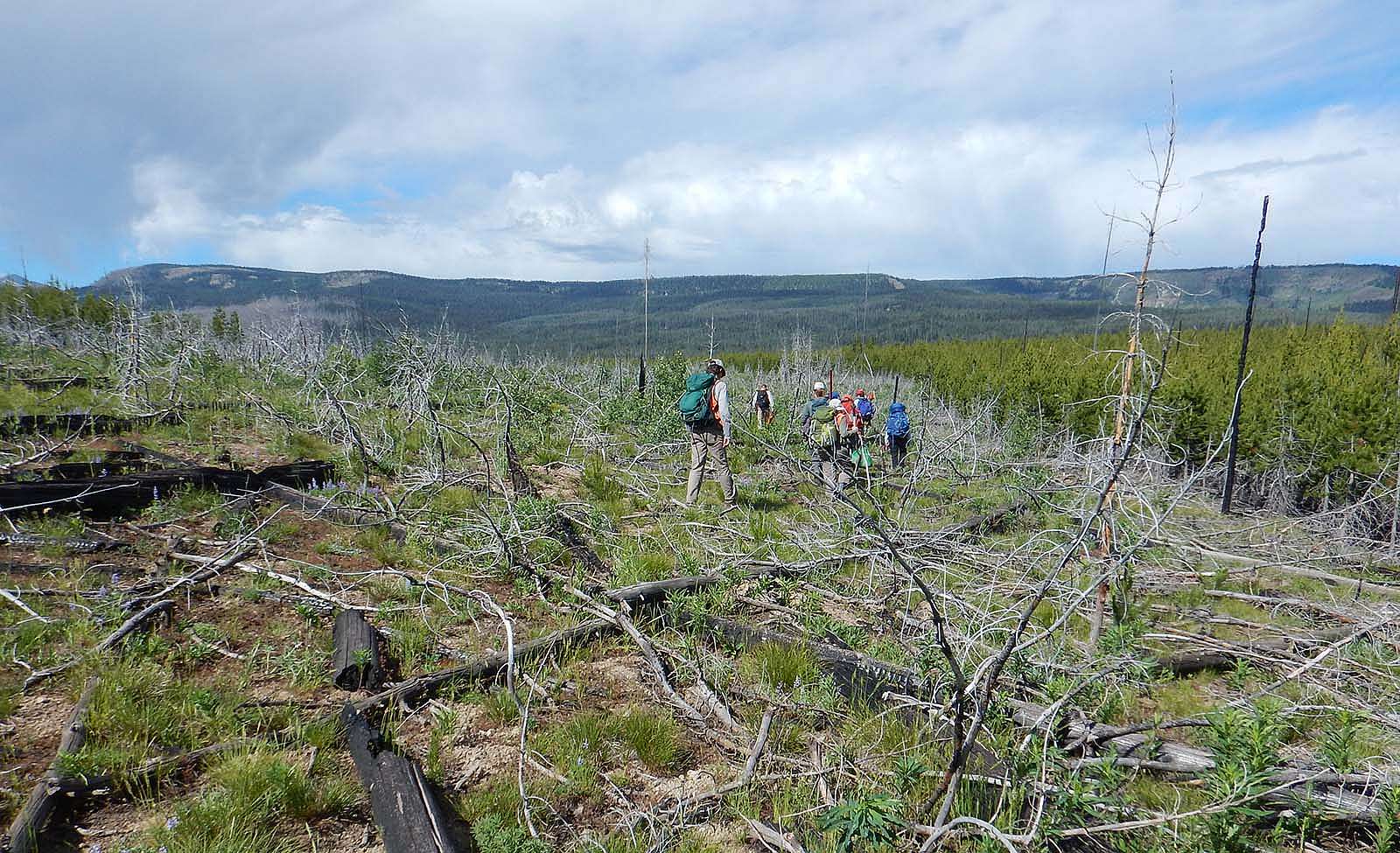 Fire is a natural process in Yellowstone, and forests are well adapted to recover from severe fires that burn at intervals of 100-300 years. However, trees do not recover well when two fires burn the same location in only 16 years. The dense lodgepole pines (right side) recovered after the 2000 Glade Fire, but trees did not recover well where the 2016 Berry Fire reburned the same area (center). Photo by Monica Turner in July 2022.