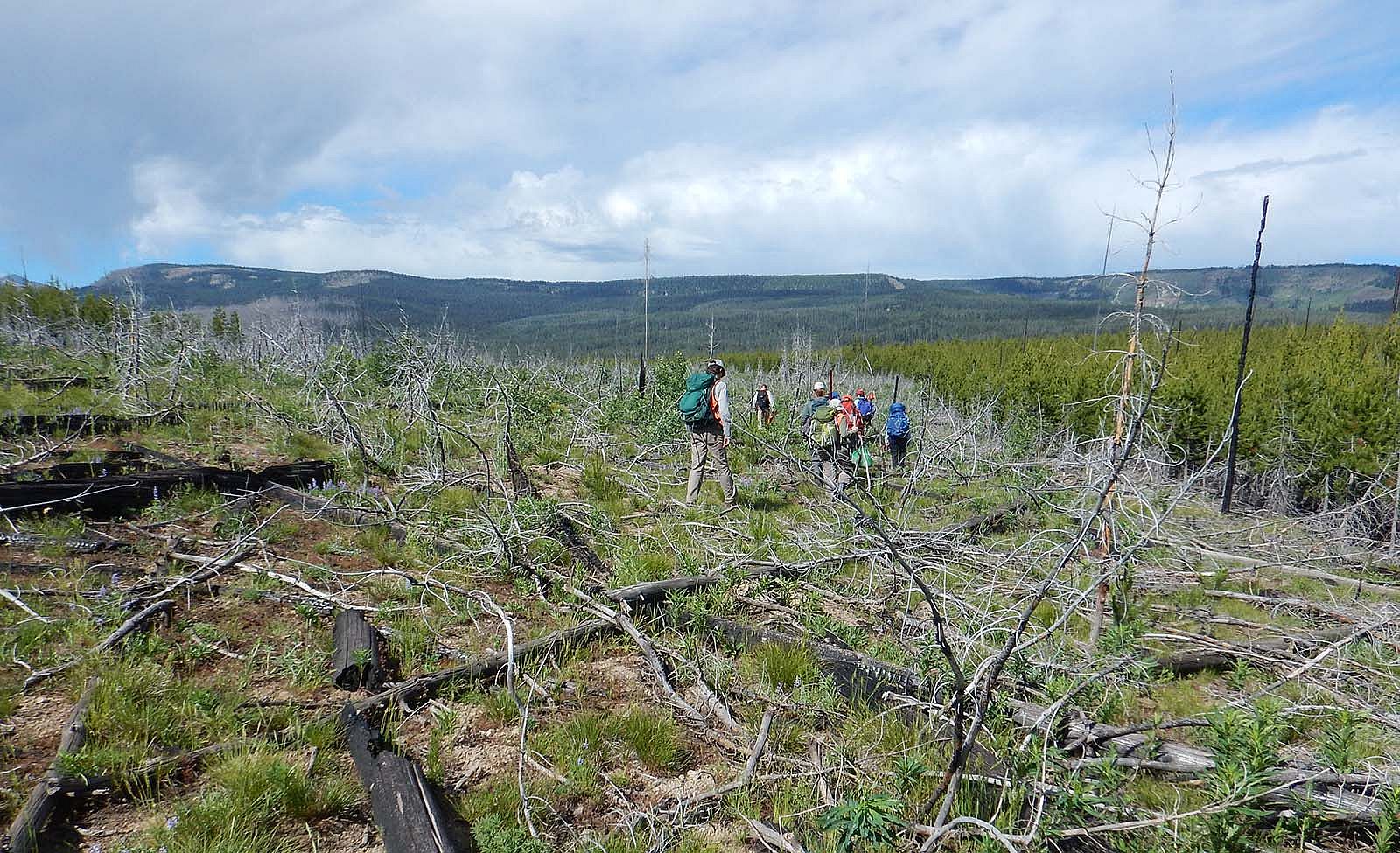 Fire is a natural process in Yellowstone, and forests are well adapted to recover from severe fires that burn at intervals of 100-300 years. However, trees do not recover well when two fires burn the same location in only 16 years. The dense lodgepole pines (right side) recovered after the 2000 Glade Fire, but trees did not recover well where the 2016 Berry Fire reburned the same area (center). Photo by Monica Turner in July 2022.