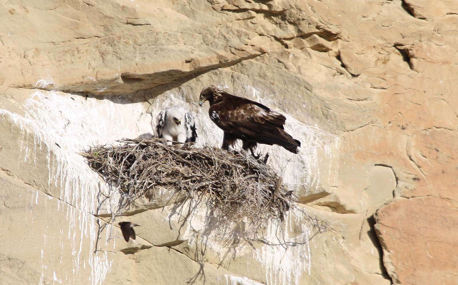 Golden Eagle Posse member Dale Schrickling caught this handsome parent watching over a nestling. Photo by Dale Schrickling.