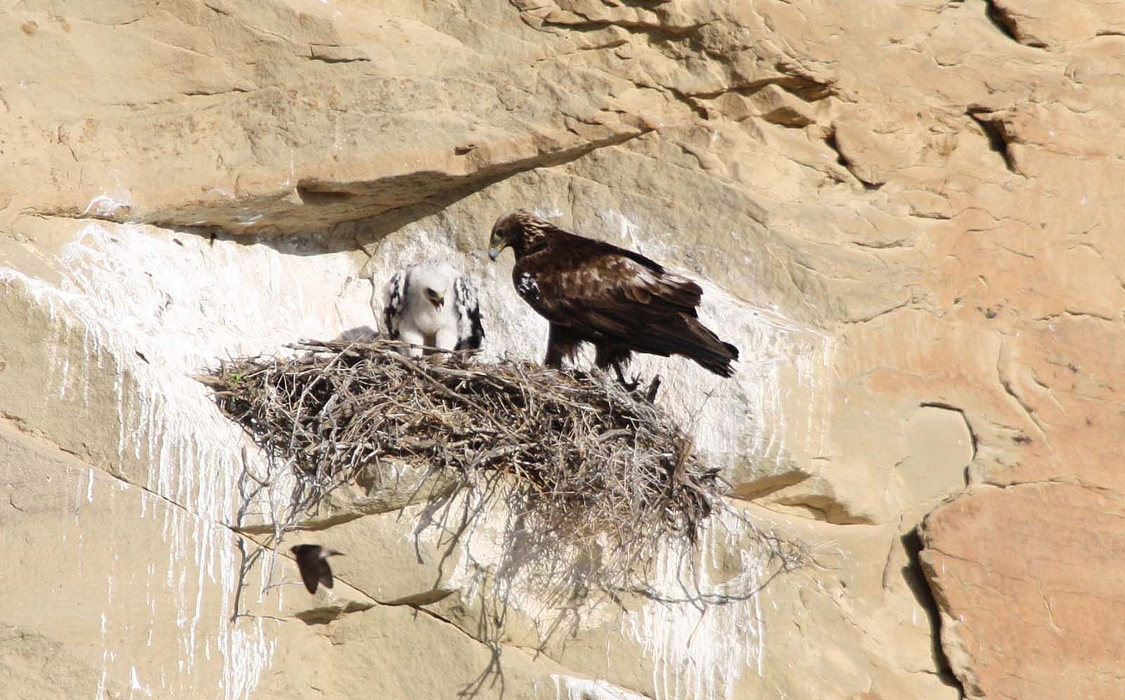 Golden Eagle Posse member Dale Schrickling caught this handsome parent watching over a nestling. Photo by Dale Schrickling.