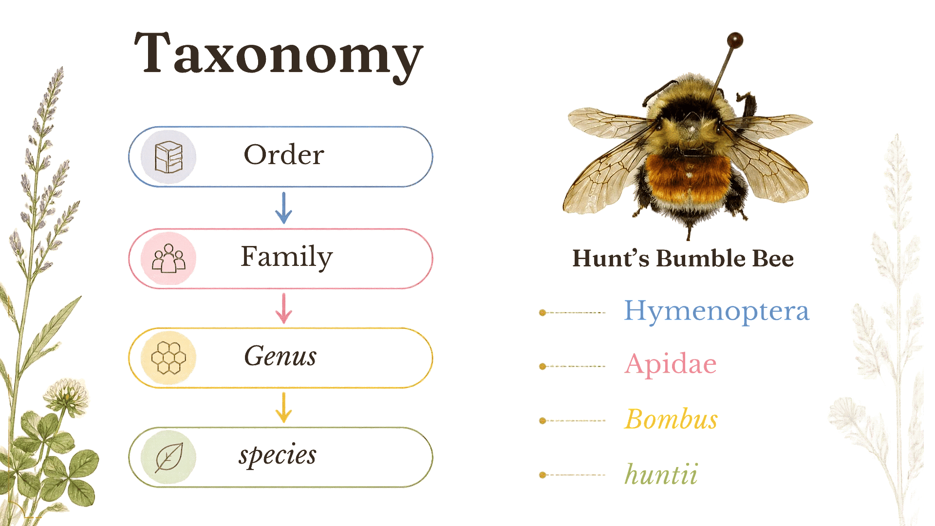 A visual of Carl Linnaeus' taxonomic system.