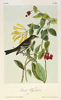 John James Audubon's 'Least Flycatcher,' after 1843. 14.99.5