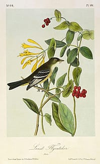 John James Audubon's 'Least Flycatcher,' after 1843. 14.99.5
