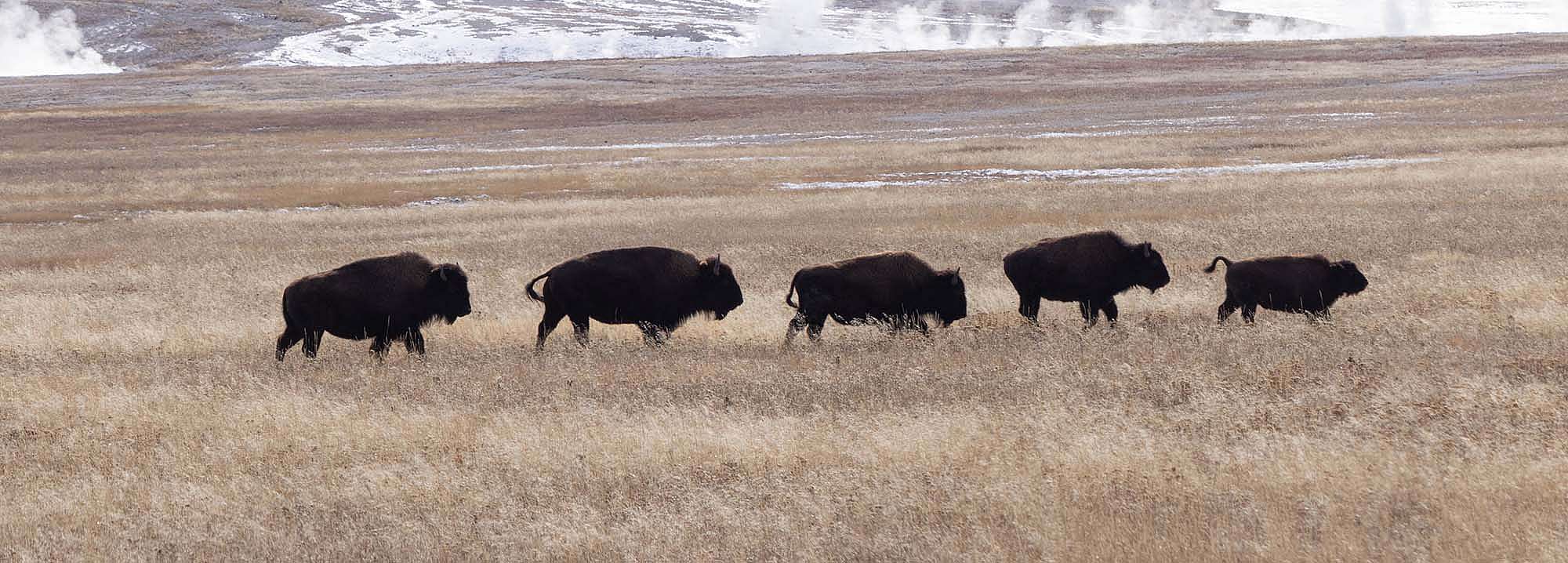 Bison in Thermal Area. Julia Cook photo. @julia.littlelightningnature