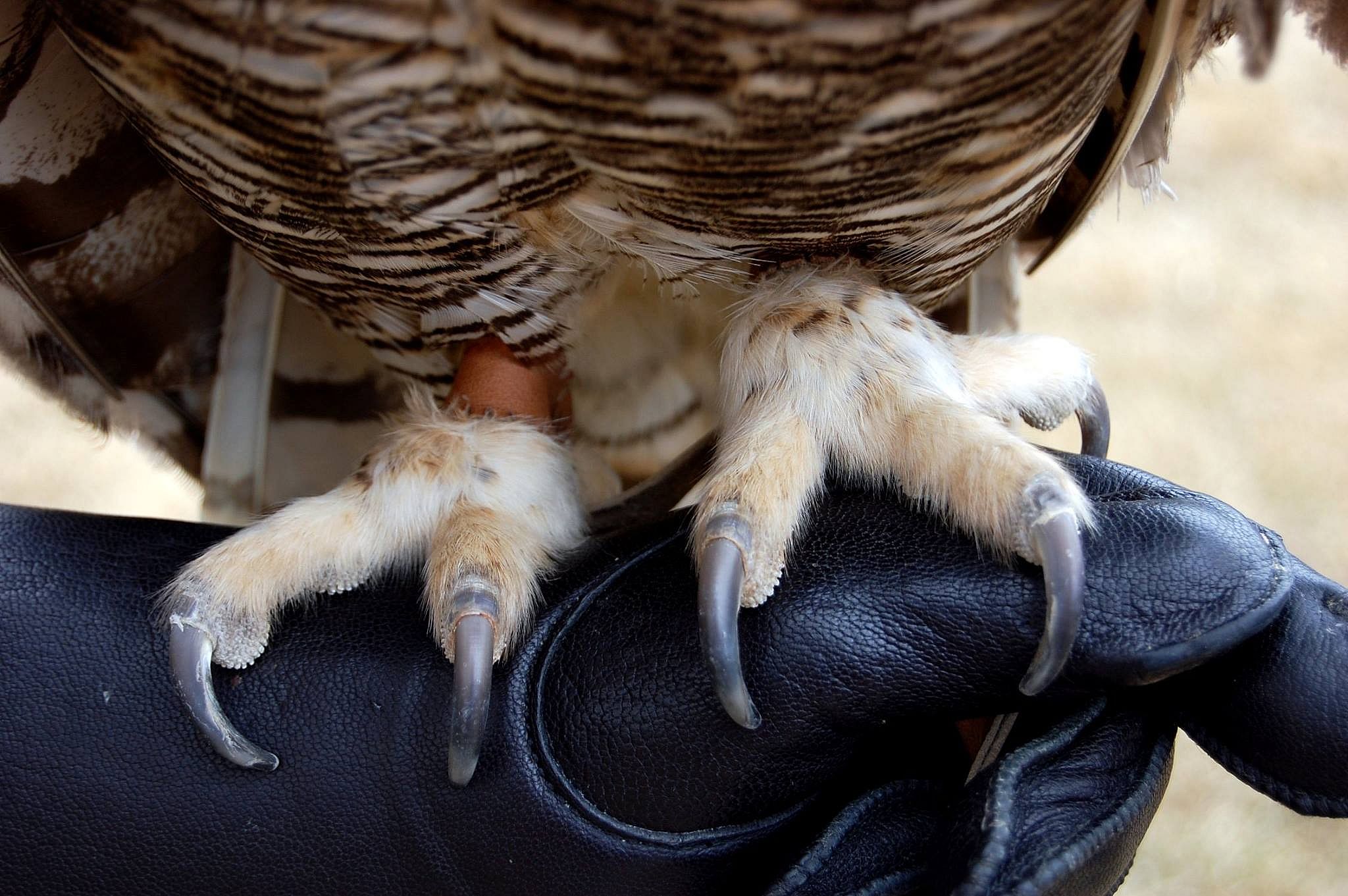 Teasdale, a Great Horned Owl, perched on a glove to demonstrate it's toe position.