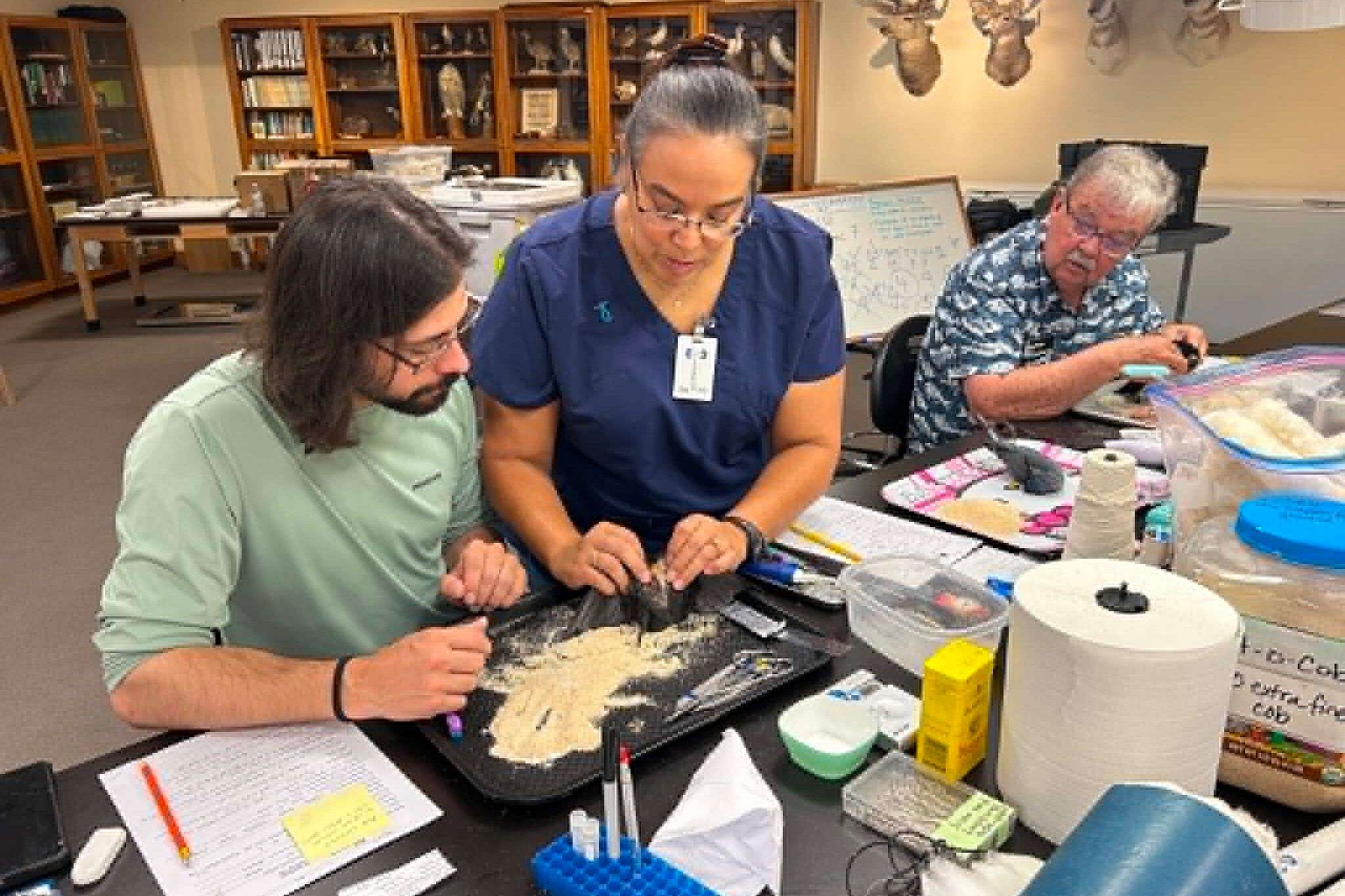 Dr. Irene Engilis and Draper Curator Corey Anco work together to remove the body of a bird.