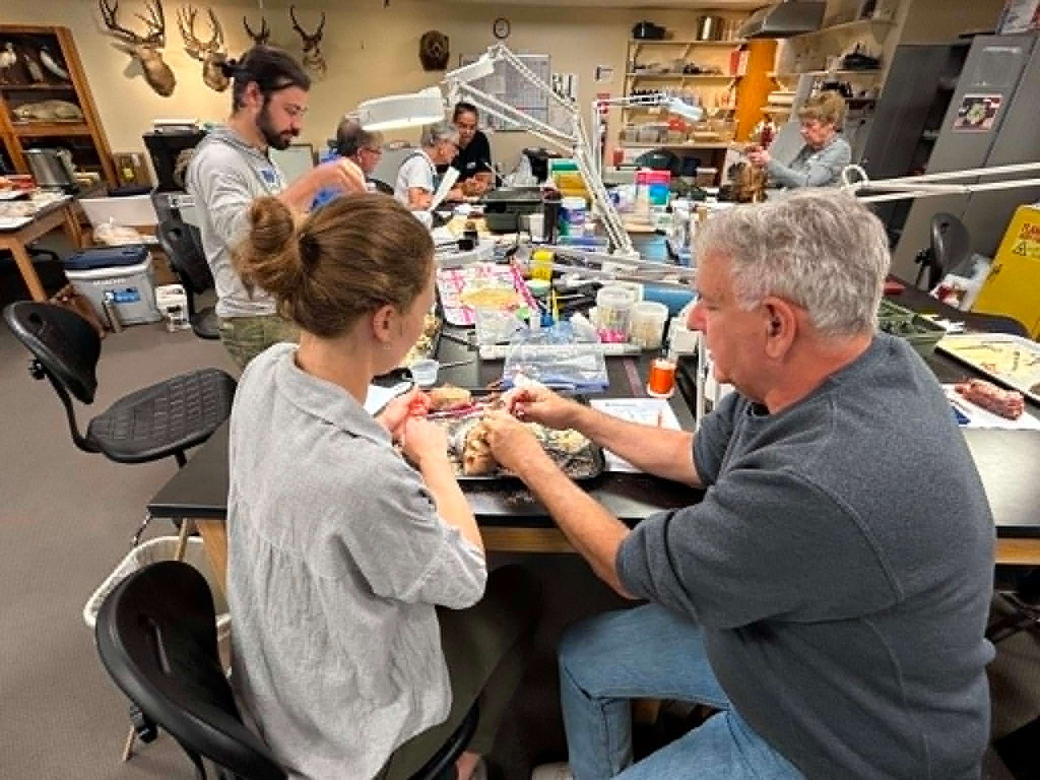 Assistant Curator, Amy, works with Dr. Andrew Engilis Jr. to learn how to prepare a roundskin.
