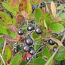 Huckleberries