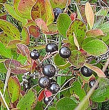 Huckleberries