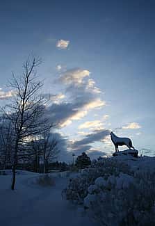 "Last of the Buffalo" in the winter, by Michael Coleman. 18.09