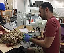 Conservation Intern Alaggio Laurino
