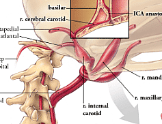 Owl neck blood reservoirs