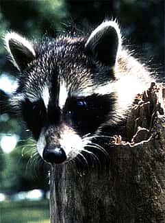 Young Raccoon. C.R. Preston photo.