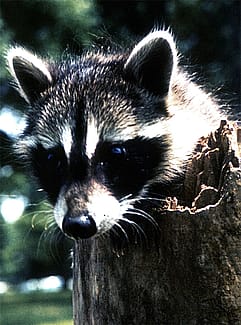 Young Raccoon. C.R. Preston photo.