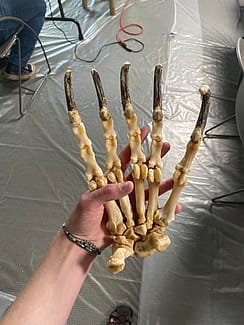 Grizzly Bear Foot