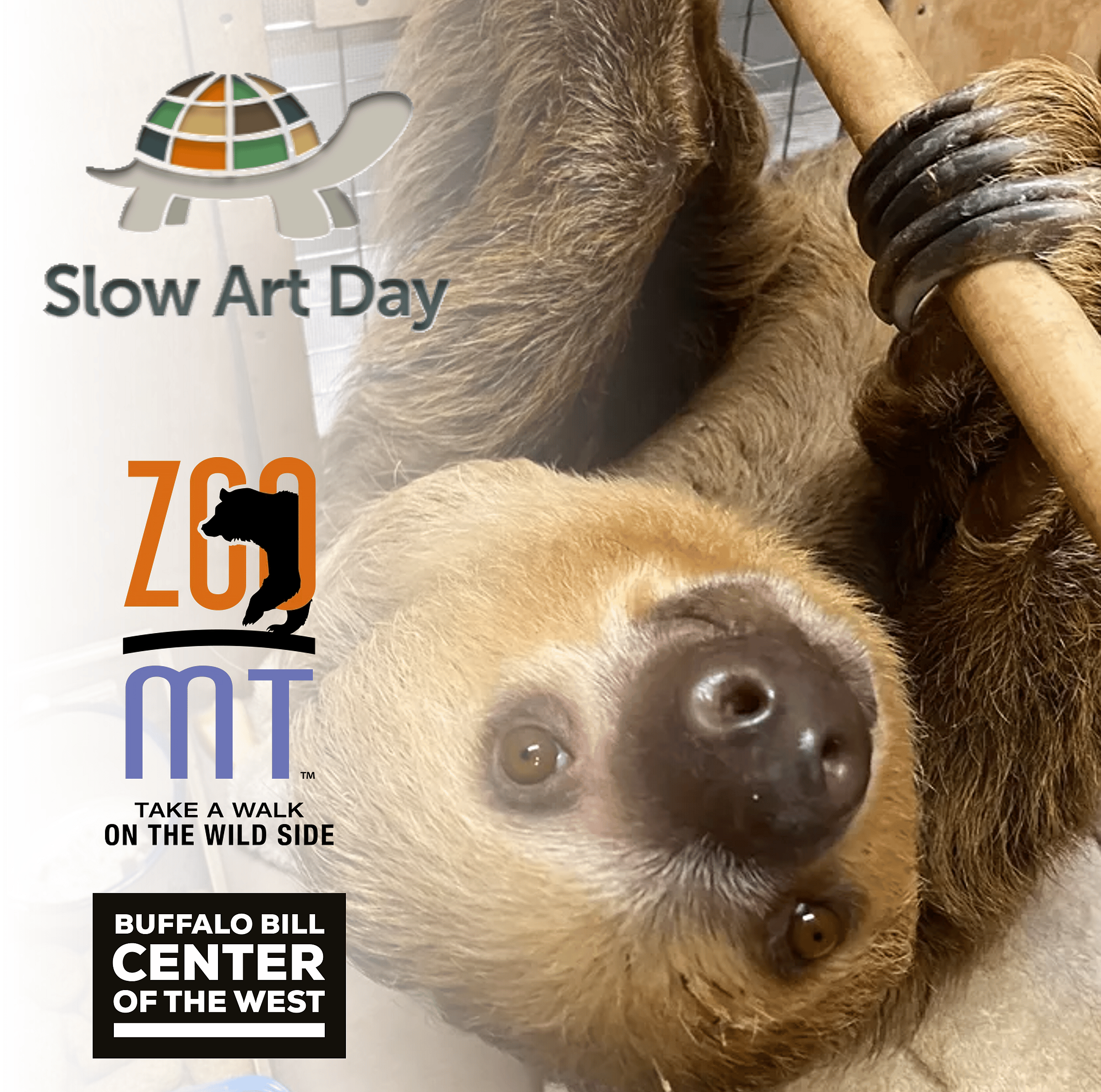 Slow Art Day with Winston the Sloth from ZooMontana
