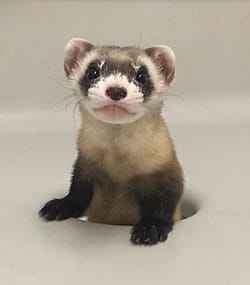 USFWS National Black-footed Ferret Conservation Center photo.