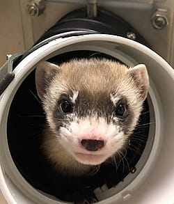 USFWS National Black-footed Ferret Conservation Center photo.