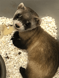 USFWS National Black-footed Ferret Conservation Center photo.