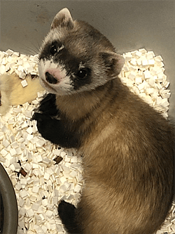 USFWS National Black-footed Ferret Conservation Center photo.