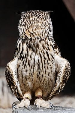 Eurasian Eagle Owl with head turned backward
