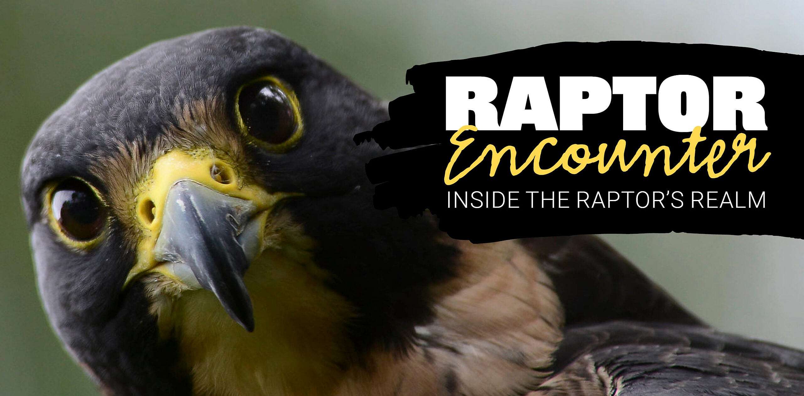 Raptor Encounter