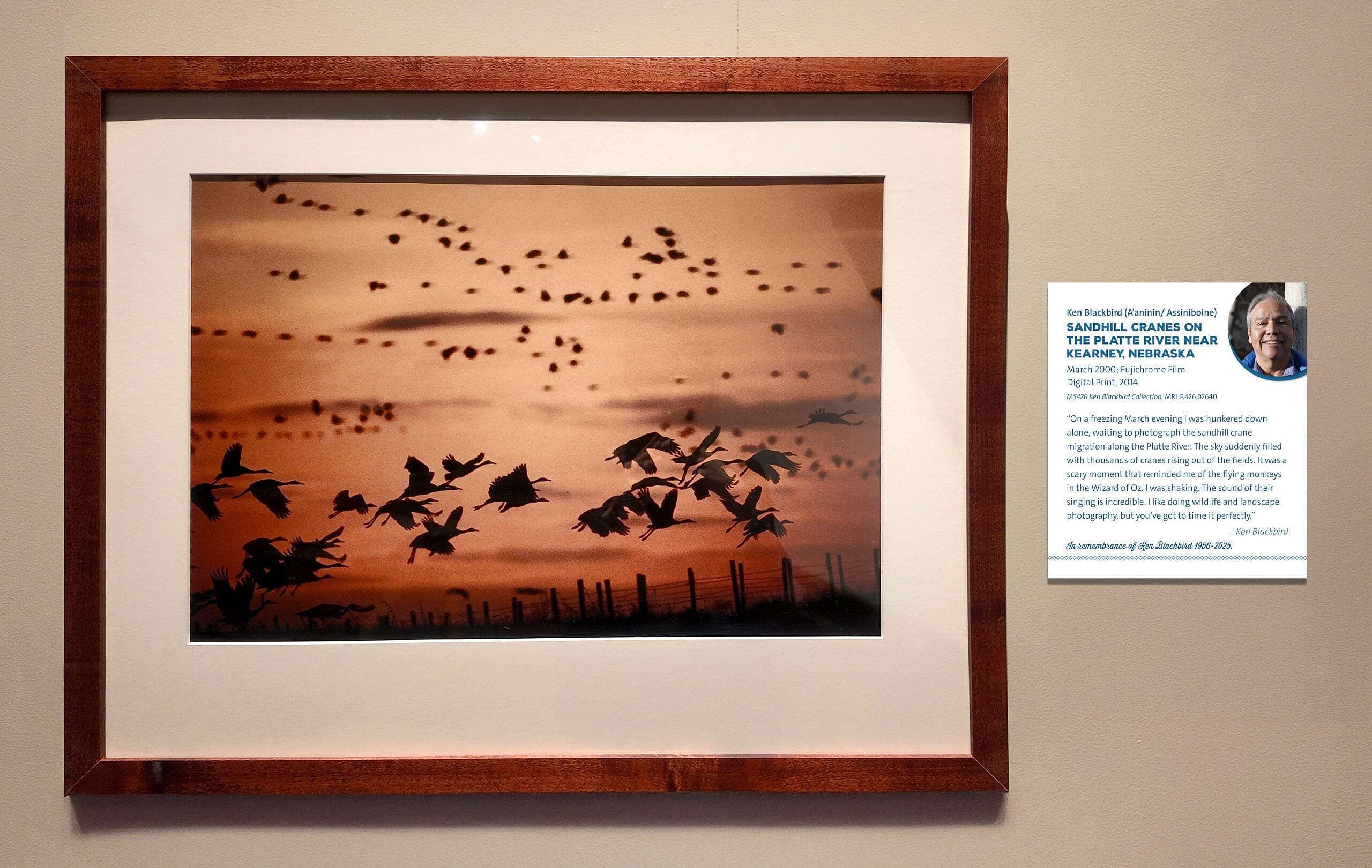 Ken Blackbird's photo "Sandhill Cranes on the Platte River near Kearney, Nebraska" as displayed in the Plains Indian Museum