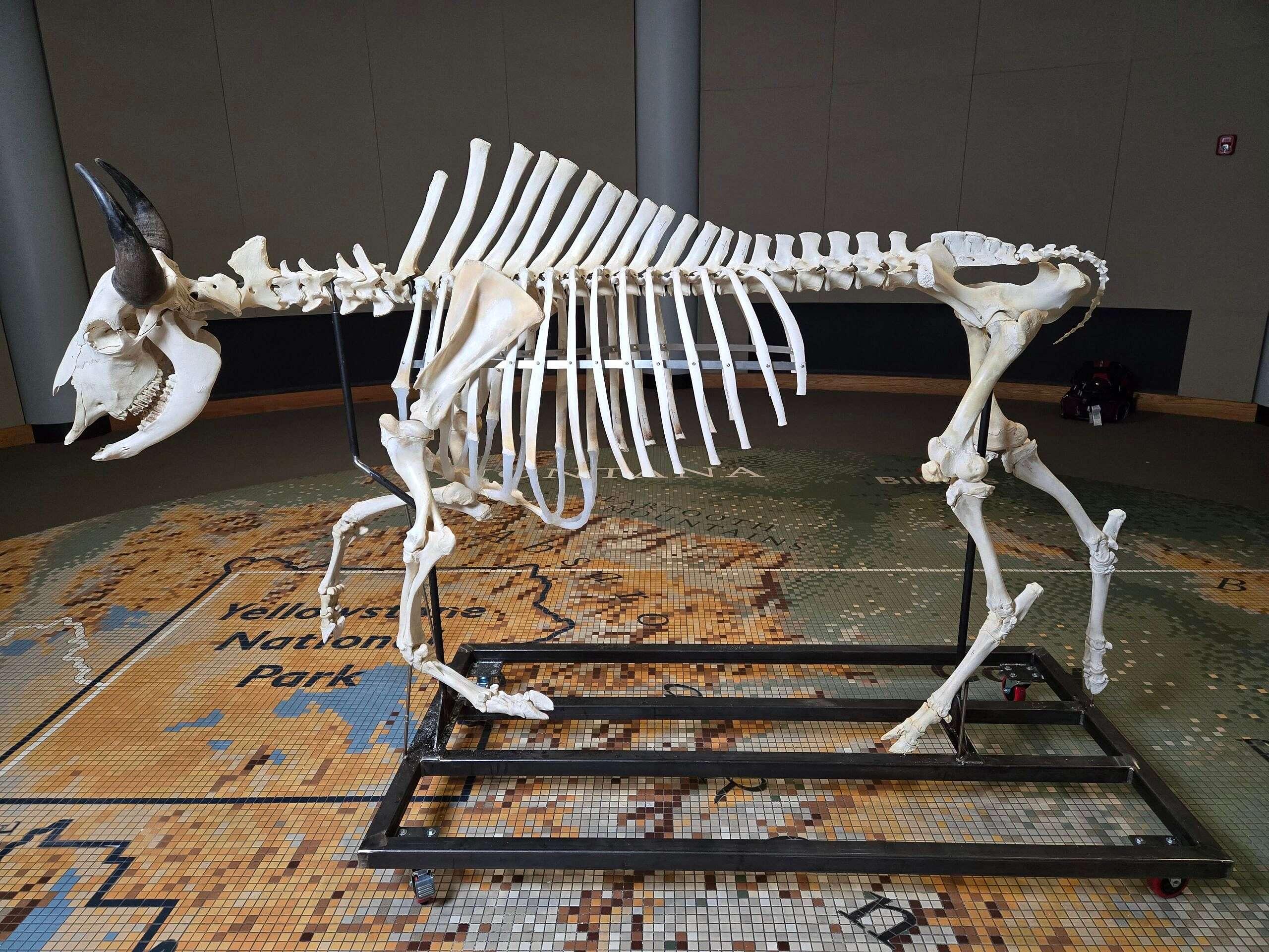 Articulated Bison in the Draper Natural History Museum