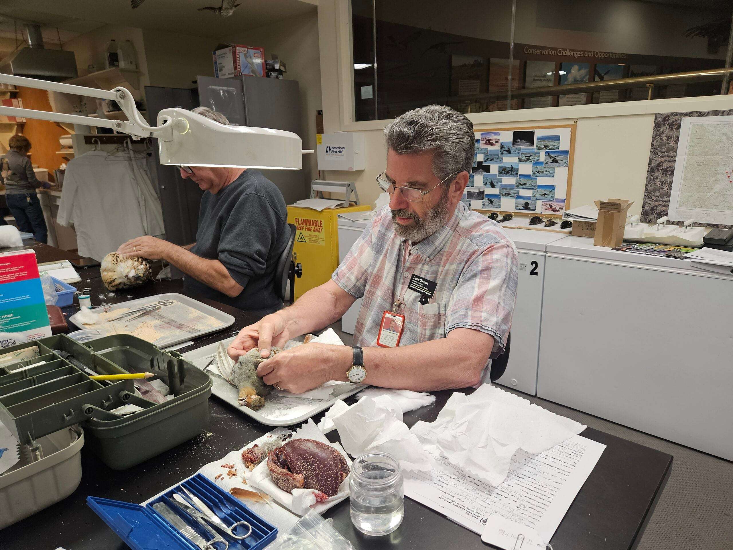 Volunteer Larry Oliveria prepares a Hungarian partridge.