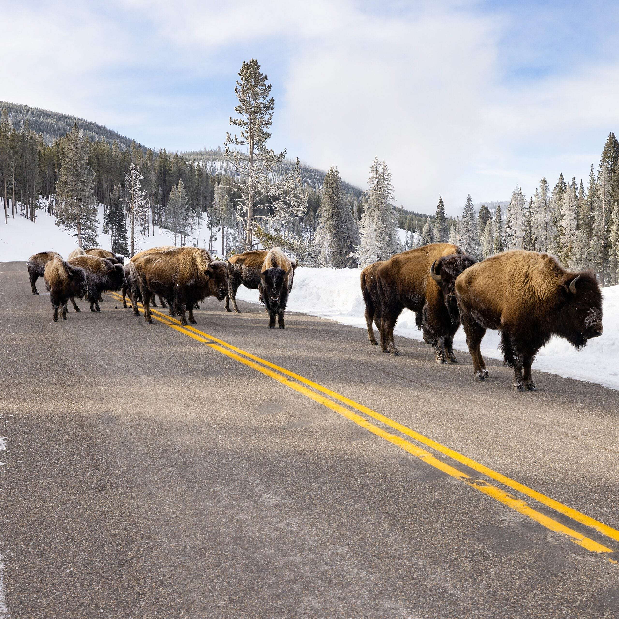 Bison in Yellowstone