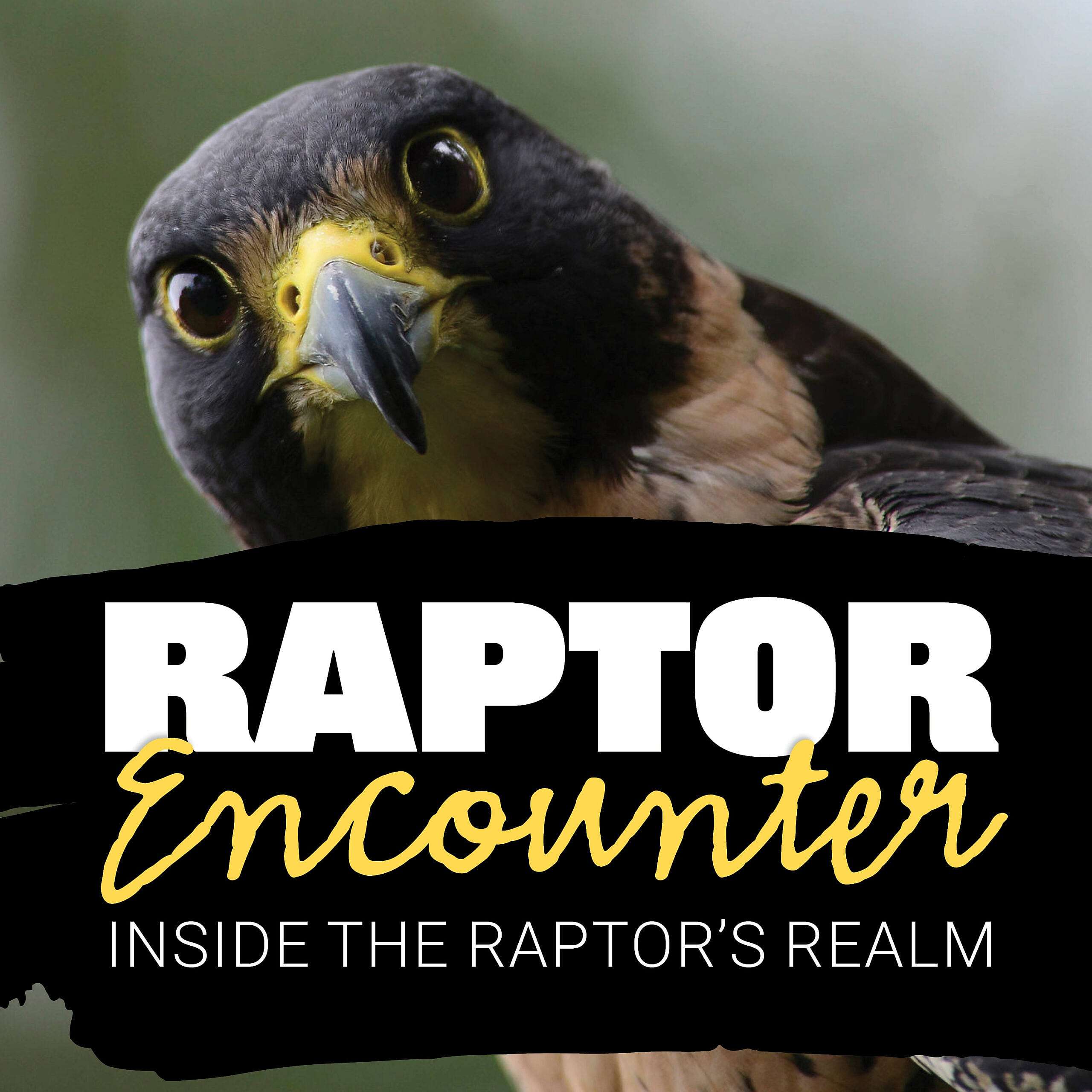 Raptor Encounter