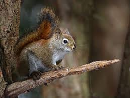 Red squirrel