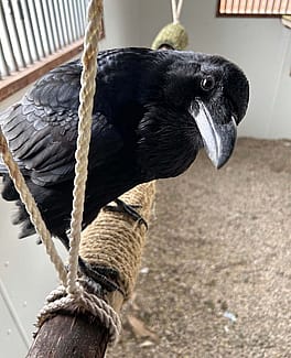 Becky the Raven, Draper Museum Raptor Experience