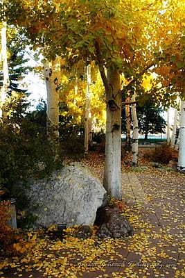 The Braun Garden